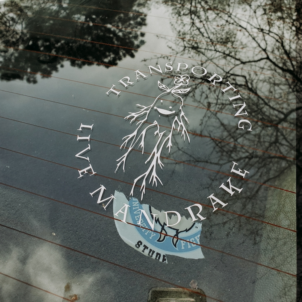 Transporting Live Mandrake Car Decal